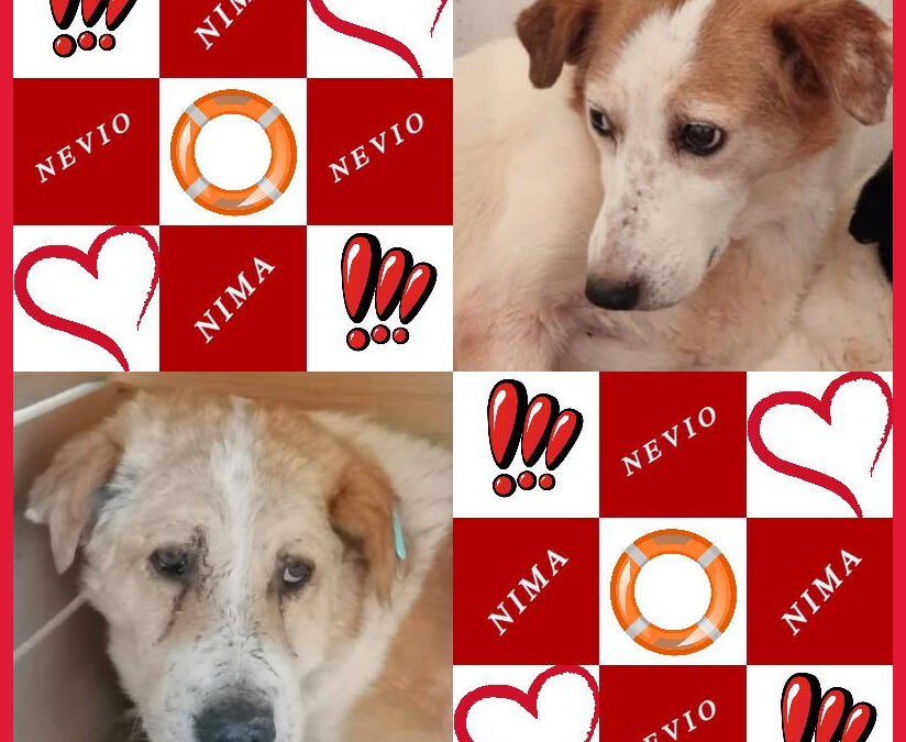 NIMA und NEVIO unsere SOS Gnadenplatz Hochwasserhunde – Gnadenplatzpaten gesucht