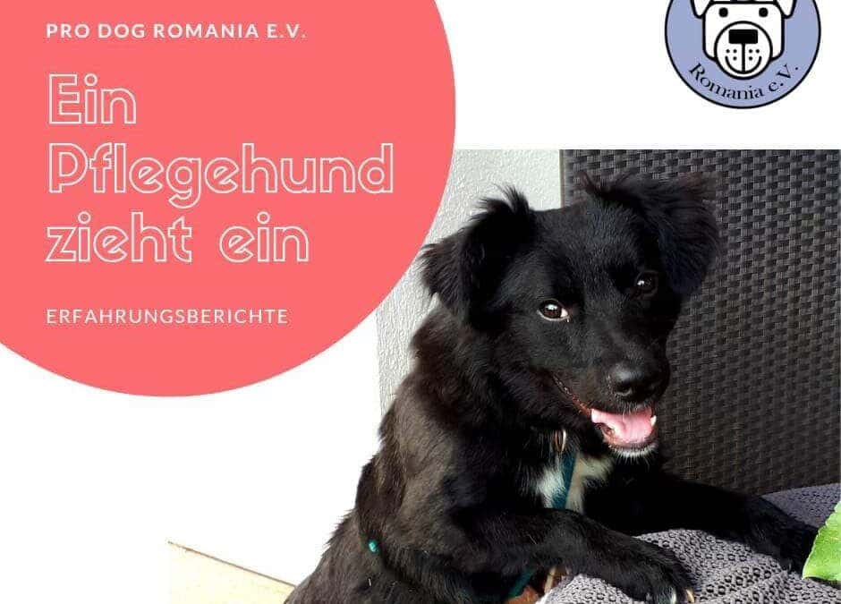 Ein Pflegehund zieht ein – Teil 5