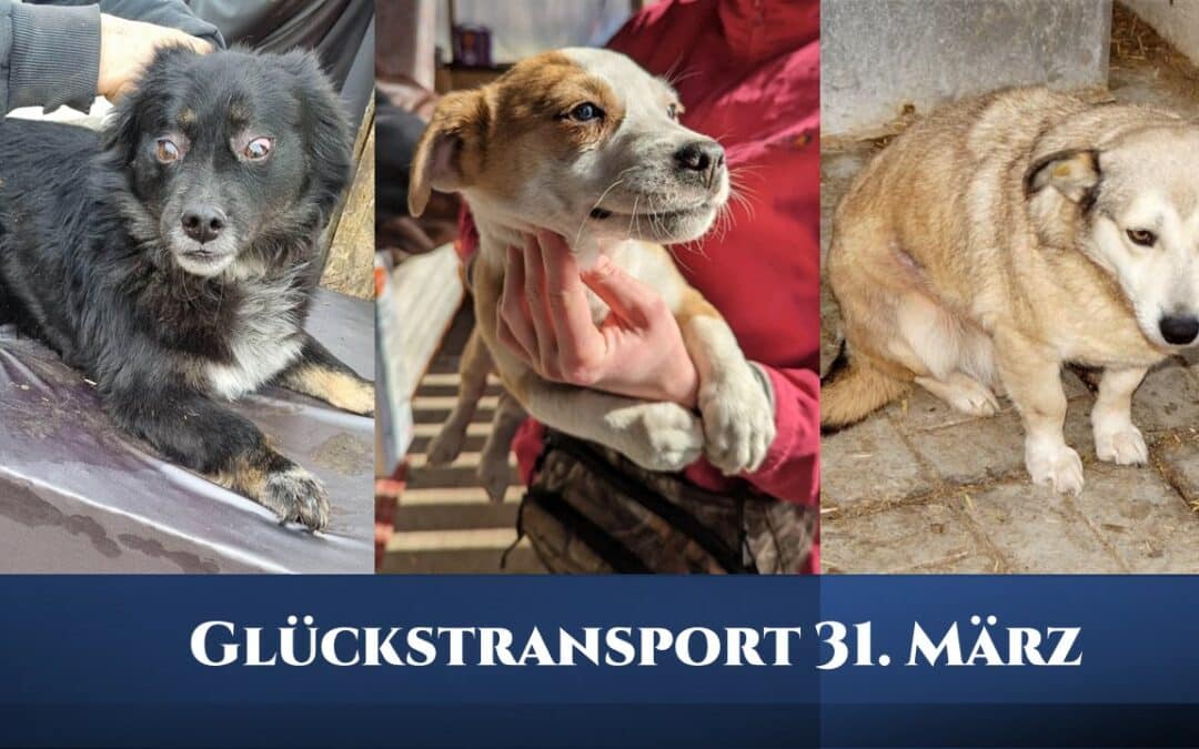 🍀 Glückstransport am 31. März 2023