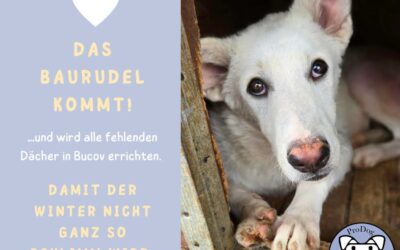 Hundehütten-Dächer für den Winter: Bitte helft uns ❤️